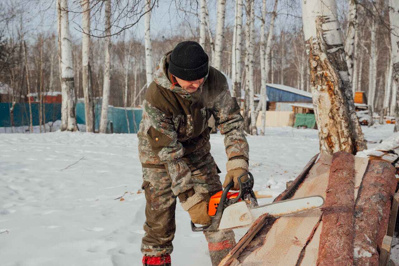 The Steps Involved in Our Tree Care Process in Twin Lakes, CO